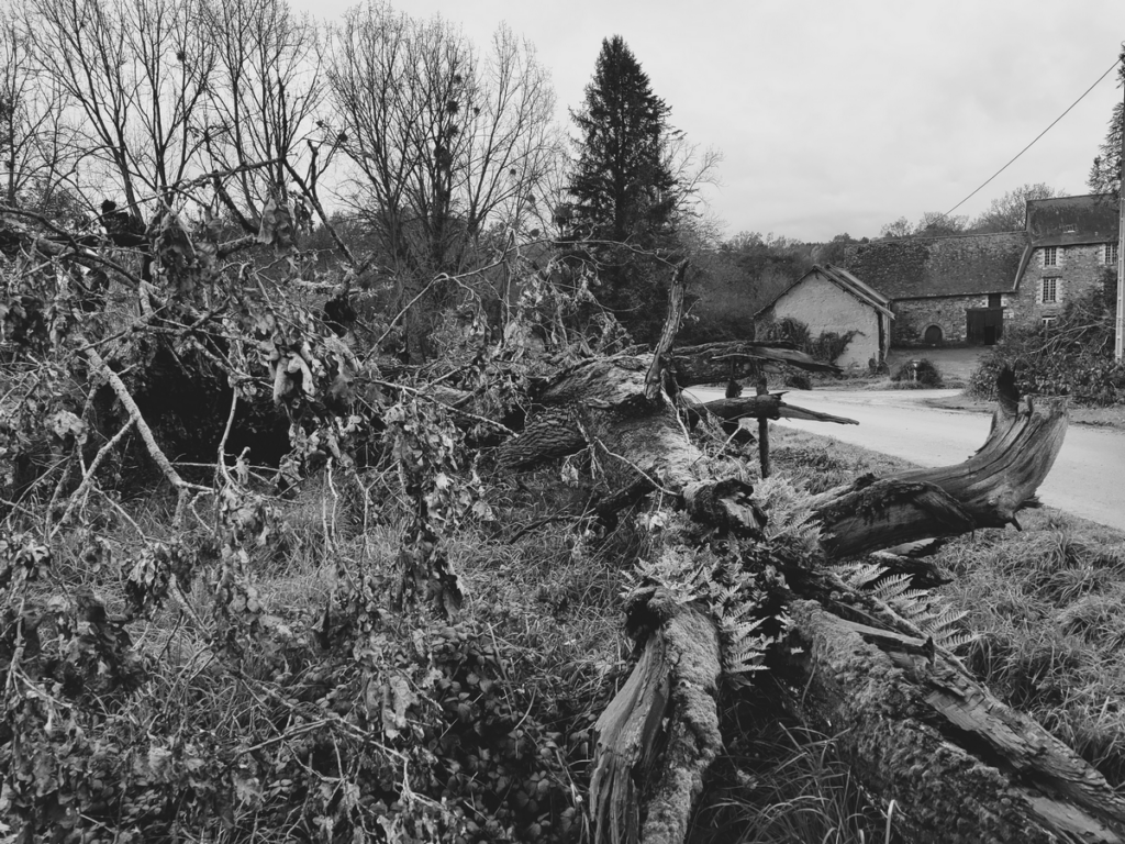 Photo du chêne du Plessis après sa chute